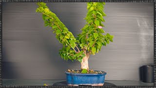 Bougainvillea bonsai trunk pruning tree 24  part 1 [upl. by Inoliel]