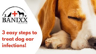 How to treat your dogs ear infections at home with Banixx pet care [upl. by Dorthea690]