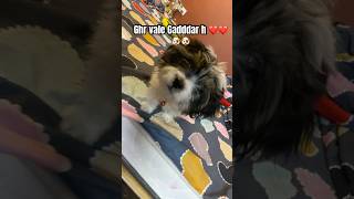 Mere ghr vale gddaaar h ❤️❤️🐶🐶RSShorts dog Shihtzu [upl. by Oab789]