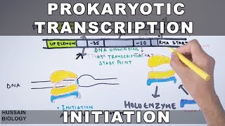 Prokaryotic Transcription Initiation and Elongation [upl. by Mitzie]