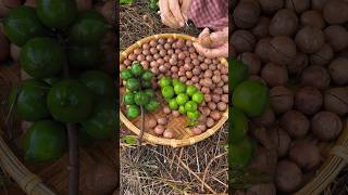 Macadamia nuts harvesting activities from farmers with rural farming life reels 2024 shorts [upl. by Cornel918]