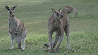 🦘 Kangaroos on North Stradbroke Island [upl. by Lise]