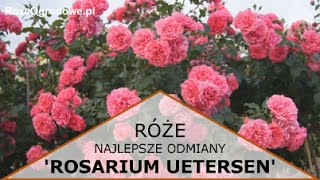 Róża pnąca Rosarium Uetersen® [upl. by Ardnoel352]