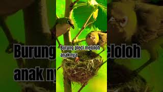 BURUNG PLECI MELOLOH ANAK NYA shorts fyp [upl. by Bradeord981]