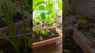 Bell Pepper Plant plantcare garden growyourownfood gardeningjourney patiogardening shortsfeed [upl. by Sapienza]