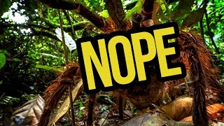 NOPE LARGEST SPIDER PHOTOGRAPHED NOPE [upl. by Messing929]