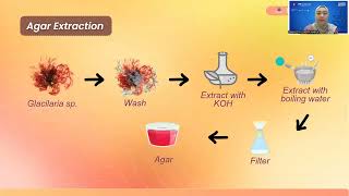 SeaSweet Marshmallow Low Sugar From Gracilaria sp Carrot and Stevia for Diabetics [upl. by Nnayelsel]