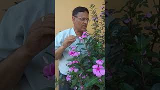 Catharanthus roseus anticancer and anti diabetic garden decorative African native [upl. by Jeff]