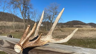 TRIPLE Browtine ANTLER  Shed Hunting 2024 [upl. by Thisbe674]