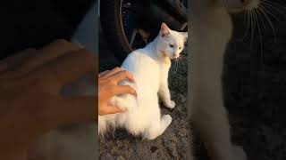 Rare encounter of heterochromia cat catcalling cat cateye cutecat whitecat [upl. by Blasien349]