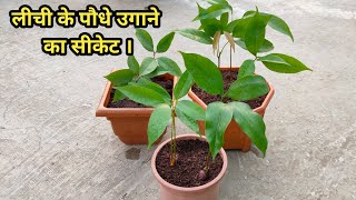 लीची के बीज को कैसे उगाया जाता है [upl. by Irita]