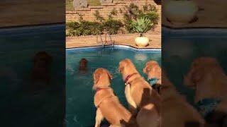 Golden Retrievers Swimming in the Pool  ViralHog [upl. by Berri887]