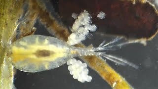 Copepod eggs hatching Cyclopidae Cyclops abyssorum [upl. by Inaniel]