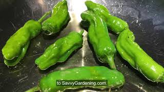 How to Grow Shishito Peppers [upl. by Adnola]