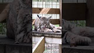 Sleepy Philmo Bobcat Is Ready For A Catnap [upl. by Assilam]