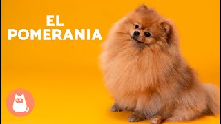 El perro POMERANIA 🐶 Origen Características Carácter y Cuidados [upl. by Aneelad180]