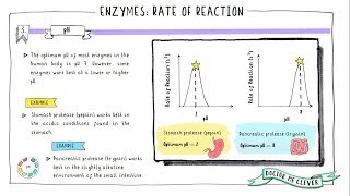 ENZYMES RATE OF REACTION Edexcel 91 GCSE Biology Topic 1 Key Concepts in Biology [upl. by Mahda625]