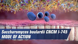 Mode of action of Saccharomyces boulardii CNCM I745 [upl. by Gosselin]