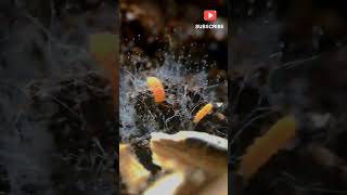 Springtails eating yummy mold terrarium nature springtails bioactive isopods bugs creatures [upl. by Llimaj]