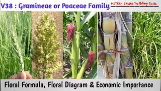 Gramineae Family  Poaceae Family  Characters Floral Formula Floral Diagram Economic Importance [upl. by Noelani]