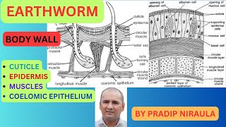 Bodywall of Earthworm II Earthworm IICLASS 11 II ZOOLOGY II NEB II CEE [upl. by Sylram235]