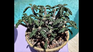 Euphorbia decaryi Rare species from Madagascar  Episode 50 [upl. by Anaujait]