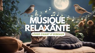 AOUT 2024  Voyage sonore  musique Zen et chants d’oiseaux  écran noir à 5mn [upl. by Niltac]