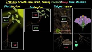 Positive Phototropism  Demonstration [upl. by Dalpe363]