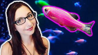 GloFish Danio Care Guide  GloFish Care Guide Series Ep 3  Zebra Danio [upl. by Mloc]