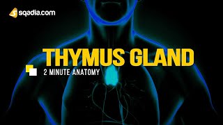 Thymus Gland  Anatomy Video Lectures  Medical Student  VLearning™  sqadiacom [upl. by Ennairac845]