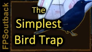 The Simplest Bird Trap [upl. by Kramal]