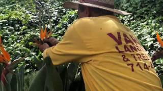 Its So EASY and SATISFYING to prune a Bird of Paradise plant  Vargas Landscaping Presents [upl. by Shaefer]