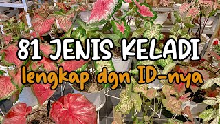 81 JENIS KELADI DAN NAMANYA  81 TYPES OF CALADIUM AND ITS NAMES [upl. by Lorrie]