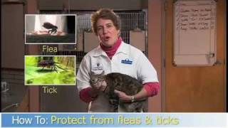 Protecting Your Cat From Fleas And Ticks [upl. by Lette]