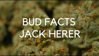 Bud Facts Jack Herer [upl. by Nostrebor]