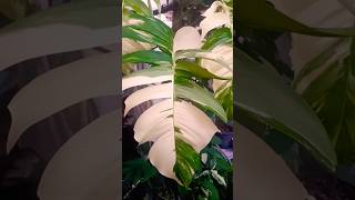 epipremnum pinnatum variegated albo plant garden houseplant indoorplants plantlover gardening [upl. by Resor]