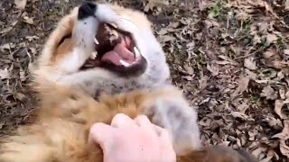 Ever heard a fox laugh Watch this delightful viral video to find out [upl. by Adnil984]