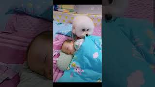 🐕🐕❤️❤️Most heartwarming amp touching Cute Dog Takes Care Of Cute Baby😘😘 [upl. by Hebner95]