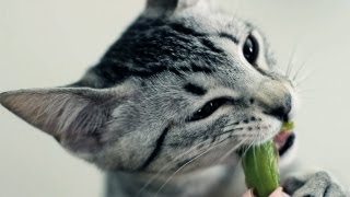 KITTY EATS ASPARAGUS [upl. by Idalia]