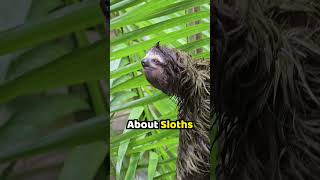 How Sid The Sloth Got His Voice [upl. by Joacimah]