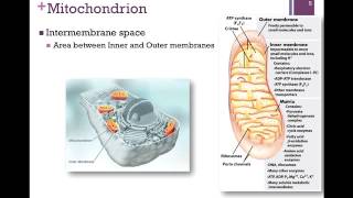 106Mitochondrial Transport [upl. by Alfonso68]