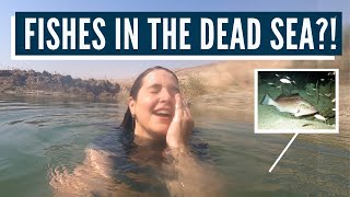 PROPHECY BEING FULFILLED Fish in the Dead Sea as Stated in the Holy Bible [upl. by Garv]