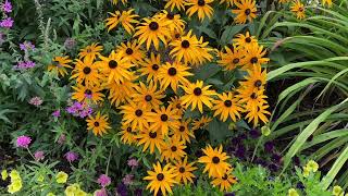 Little Goldstar Black Eyed Susan Rudbeckia [upl. by Ycart]