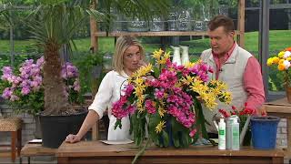 Robertas 2piece Fragrant Everblooming Disocactus on QVC [upl. by Lehet]