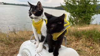 Noodle Doodle kittens at the lake stream [upl. by Rockwood]