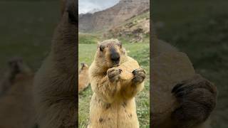 Adorable Himalayan Marmot Eating Cookies animals marmot cutemarmots marmota marmotta cute [upl. by Koblick]