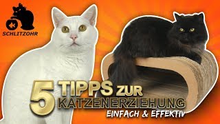 🔥5 Tipps zur Katzenerziehung  Katzenverhalten verstehen  Katze erziehen [upl. by Lleda]