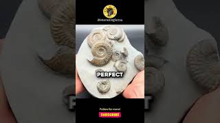 How Ammonites became fossils didyouknow interestingfacts mindblown reels history funfacts [upl. by Anabal476]