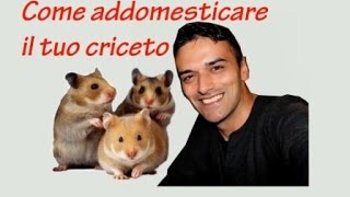 TUTORIAL PER ADDOMESTICARE IL TUO CRICETO [upl. by Nabi]