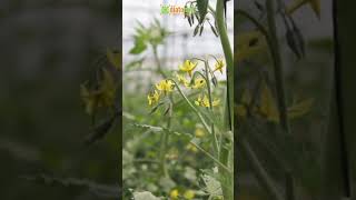 Diatomix en Tomate agricultor agriculture agricultura agriculturefarming fertilizer tomate [upl. by Tillford141]